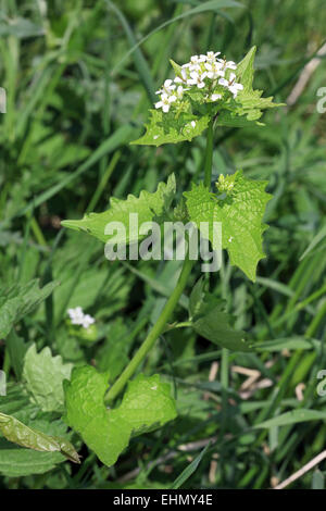 Knoblauchsrauke, Alliaria petiolata Stockfoto