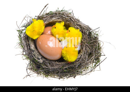 Nest mit Eiern und Hühnern Stockfoto