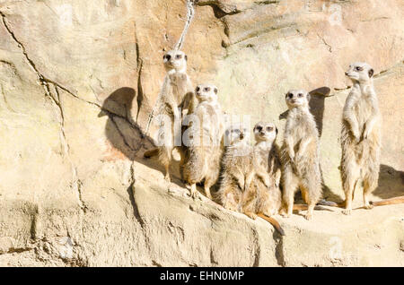 Sechs Slender-Tailed Erdmännchen stehen auf den Hinterbeinen in Wache auf einem trockenen Felswand. Lateinischer Name Suricata Suricatta. Stockfoto