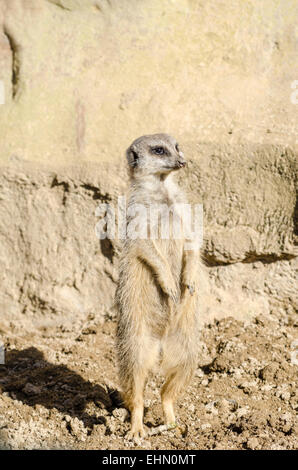 Ein einzelnes Kurzschwanz-Meerket steht auf den Hinterbeinen auf Wache vor einer trockenen Felswand. Stockfoto