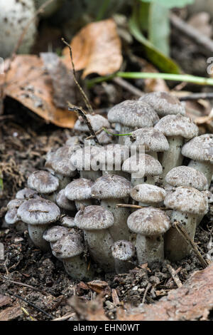 Elm-Auster Stockfoto