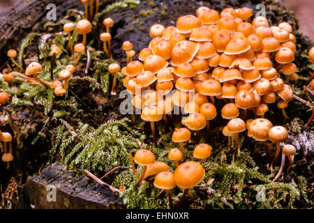 Goldene Trompete Stockfoto