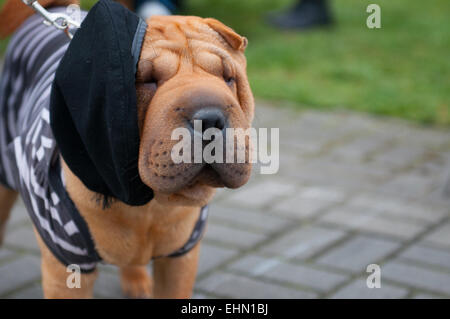 Der Shar-Pei ist eine Rasse des Hundes, bekannt für seine Besonderheiten von tiefen Falten und eine blau-schwarze Zunge. Stockfoto