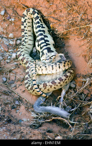 Gopher Snake Essen Rock Eichhörnchen im Arches National Park, Vereinigte Staaten. Stockfoto