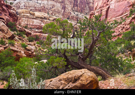 Eine Utah-Wacholder auf der Seite einen Canyon, der Grand Wash in Capital Reef National Park, Utah. Stockfoto