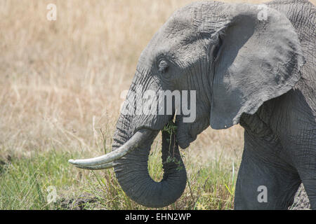 Afrikanischer Elefant, Elephant, Loxodonta Africana, Stockfoto