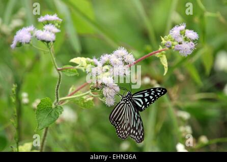 Bintan, Riau-Inseln, Indonesien. 15. März 2015. BINTAN ISLAND, Indonesien - März 16: Schmetterling gesehen bei Tanjungpinang am 15. März 2015 in Bintan Island, Indonesien. Indonesien hat eine Vielfalt an Tieren, Insekten, Vögel, Fische. © Sijori Bilder/ZUMA Draht/Alamy Live-Nachrichten Stockfoto