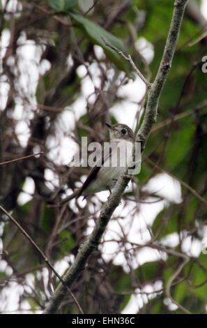 Bintan, Riau-Inseln, Indonesien. 15. März 2015. BINTAN ISLAND, Indonesien - März 16: Wenig pied Flycatcher Vogel (Ficedula Westermanni) gesehen bei Tanjungpinang am 15. März 2015 in Bintan Island, Indonesien. Indonesien hat eine Vielfalt an Tieren, Insekten, Vögel, Fische. © Sijori Bilder/ZUMA Draht/Alamy Live-Nachrichten Stockfoto