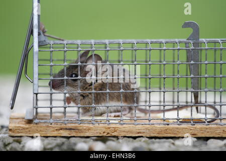 Maus in einer live-Fang-Falle Stockfoto