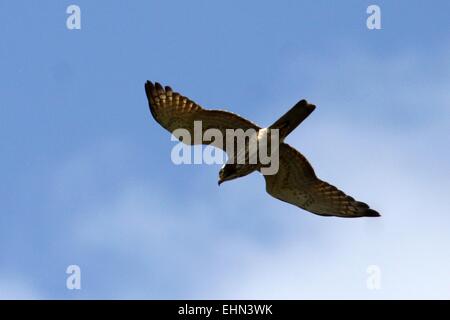 Sangihe Island, Nord-Sulawesi, Indonesien. 16. März 2015. Nord-SULAWESI, Indonesien - März 16: Ein Blick auf Raptor Vogelzug im Sangihe Island am 16. März 2015 in Nord-Sulawesi, Indonesien. Bildnachweis: Sijori Bilder/ZUMA Draht/Alamy Live-Nachrichten Stockfoto