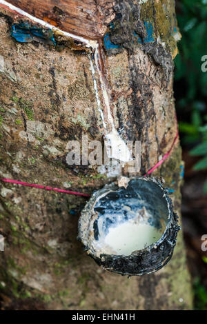 Gummibaum (Hevea SP.), die geschnitten worden ist, um zu machen, lassen Sie ihren Milchsaft (Latex), Indien. Stockfoto