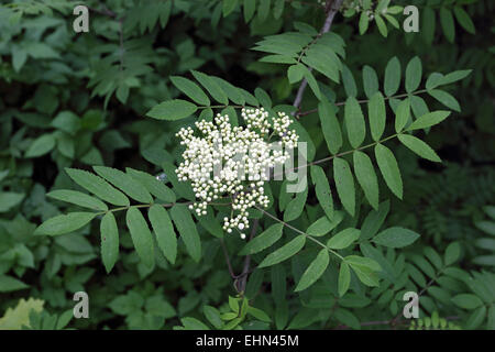 Rowan, -Eberesche, Sorbus aucuparia Stockfoto