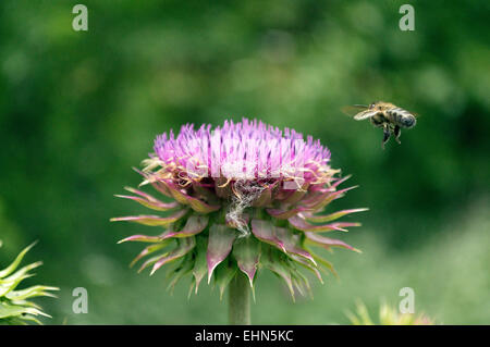 Nahaufnahme einer Honigbiene, um eine lila Distel Blume zu bestäuben, fliegen Stockfoto