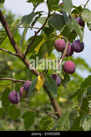 Reife Pflaumen auf dem Ast Stockfoto