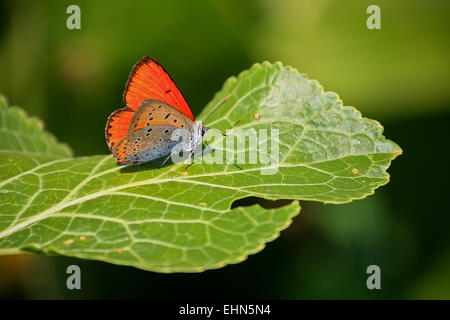Farbige Schmetterling auf ein breites Blatt Meerrettich Stockfoto