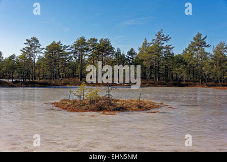 Gefrorenen Moor-Pools in Viru Moor, Lahemaa Nationalpark, Estland Stockfoto