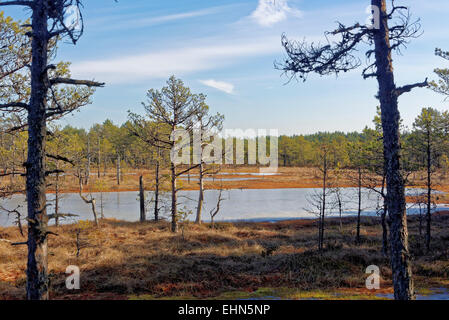 Gefrorenen Moor-Pools in Viru Moor, Lahemaa Nationalpark, Estland Stockfoto