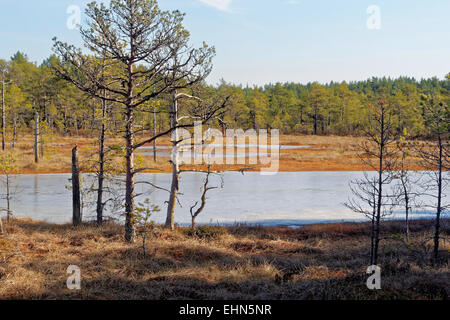 Gefrorenen Moor-Pools in Viru Moor, Lahemaa Nationalpark, Estland Stockfoto