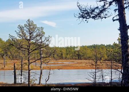 Gefrorenen Moor-Pools in Viru Moor, Lahemaa Nationalpark, Estland Stockfoto