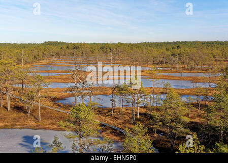 Gefrorenen Moor-Pools in Viru Moor, Lahemaa Nationalpark, Estland Stockfoto