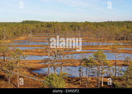 Gefrorenen Moor-Pools in Viru Moor, Lahemaa Nationalpark, Estland Stockfoto