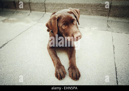 Schokolade jungen Labrador Hund liegen. Bild getönt. Stockfoto