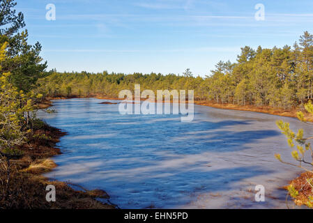 Gefrorenen Moor-Pools in Viru Moor, Lahemaa Nationalpark, Estland Stockfoto