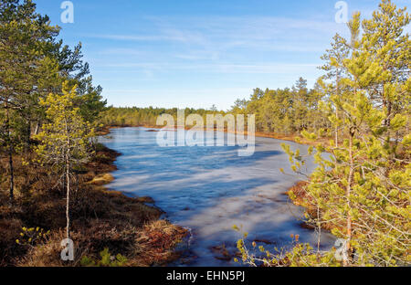 Gefrorenen Moor-Pools in Viru Moor, Lahemaa Nationalpark, Estland Stockfoto