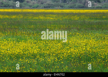 Wiese mit hohen Hahnenfuß, Ranunculus acris Stockfoto