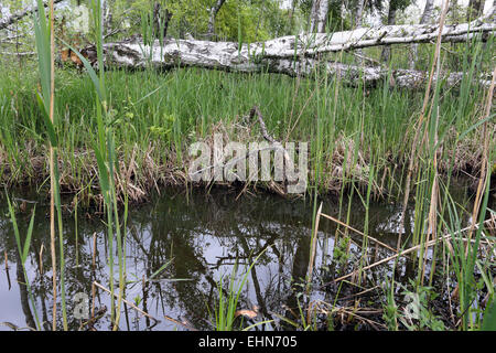 Fen-Wälder mit Birken Stockfoto