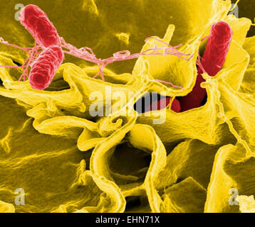 SP. Salmonellenbakterien zerzaust Immunzelle. SP. Salmonellen sind eine häufige Ursache von Lebensmittelinfektionen, scanning Electron Schliffbild (SEM). Stockfoto