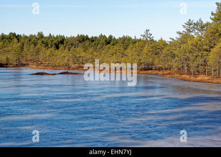 Gefrorenen Moor-Pools in Viru Moor, Lahemaa Nationalpark, Estland Stockfoto