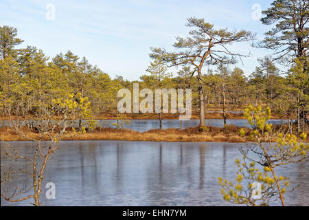 Gefrorenen Moor-Pools in Viru Moor, Lahemaa Nationalpark, Estland Stockfoto