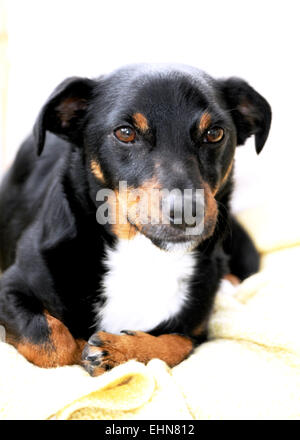 Der junge Jack Russell Kreuzhund sitzt auf dem Schoß Stockfoto