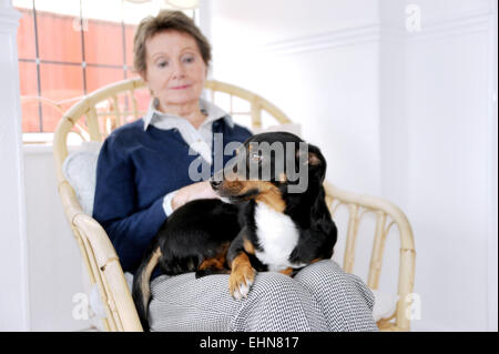 Junge Jack Russell Hund gestreichelt Runde sitzen auf der alten Alter Rentner Frau zu Hause Stockfoto