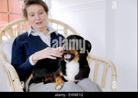 Junge Jack Russell Hund gestreichelt Runde sitzen auf der alten Alter Rentner Frau zu Hause Stockfoto