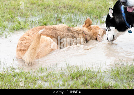 freundliche Hunde in einem überschwemmten nassem Hundepark spielen Stockfoto