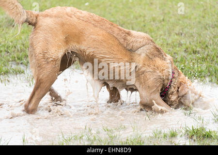 freundliche Hunde in einem überschwemmten nassem Hundepark spielen Stockfoto