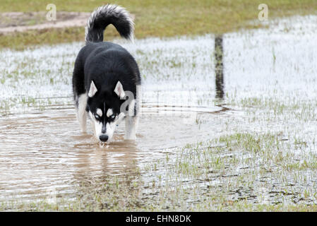 freundliche Hunde in einem überschwemmten nassem Hundepark spielen Stockfoto