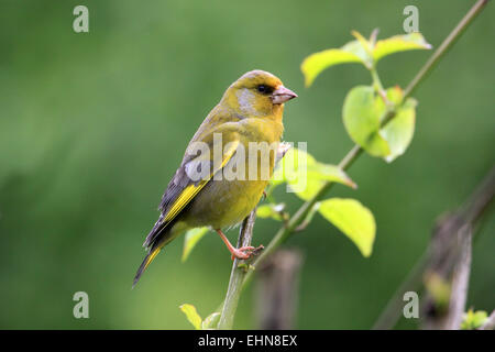 Zuchtjahr Chloris Grünfink Stockfoto