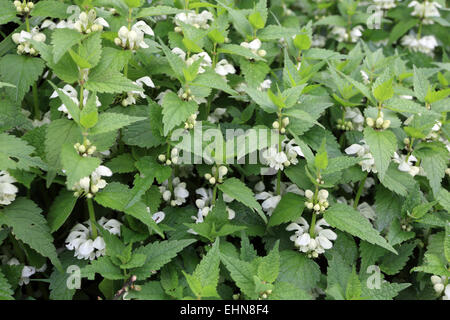 Lamium Album, weiße Taubnessel Stockfoto