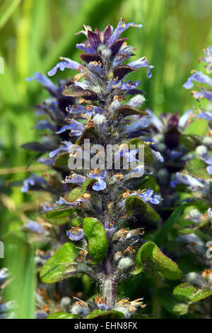 Ajuga Reptans, Bugleherb, bugleweed Stockfoto