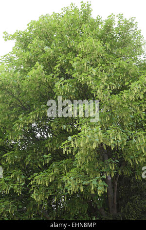 Bergahorn, Acer pseudoplatanus Stockfoto