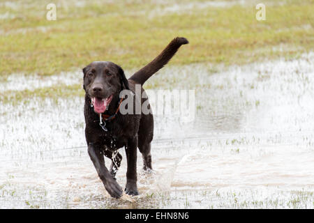 freundliche Hunde in einem überschwemmten nassem Hundepark spielen Stockfoto