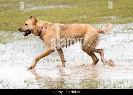 freundliche Hunde in einem überschwemmten nassem Hundepark spielen Stockfoto