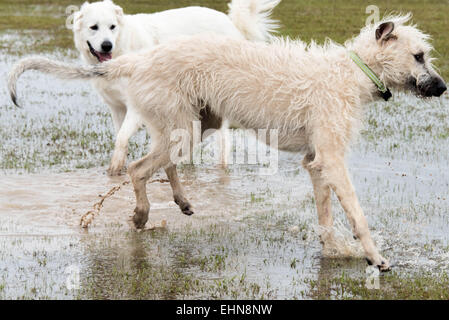 freundliche Hunde in einem überschwemmten nassem Hundepark spielen Stockfoto