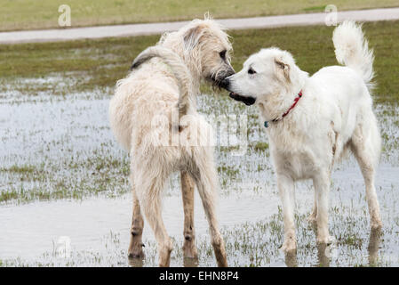 freundliche Hunde in einem überschwemmten nassem Hundepark spielen Stockfoto