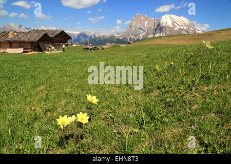 Alpine Globeflower (Trollius Europaeus), Seiser Alm / Alpe di Siusi Stockfoto