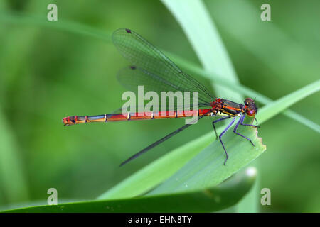 Pyrrhosoma Nymphula, große Red Damselfly Stockfoto