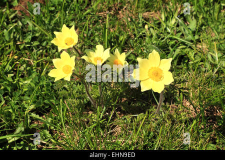 Alpine Globeflower (Trollblume Europaeus) Stockfoto